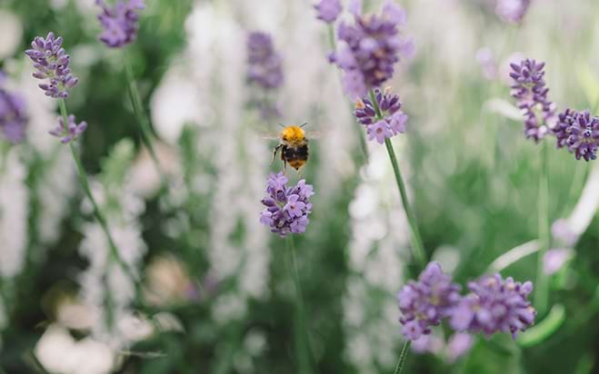 Bi flyger bland lila blommor